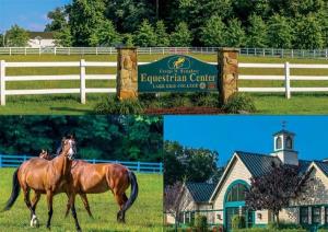 Image of Equestrian Center Postcard